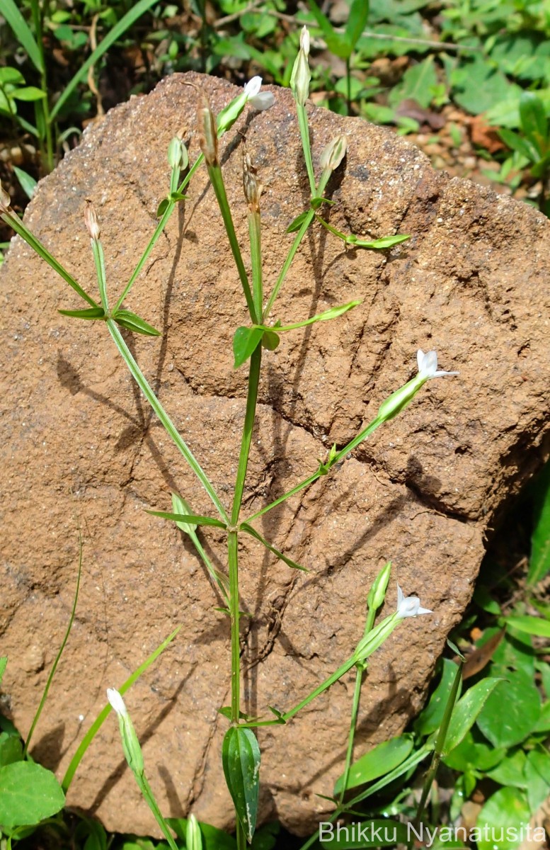 Canscora alata (Roth) Wall.